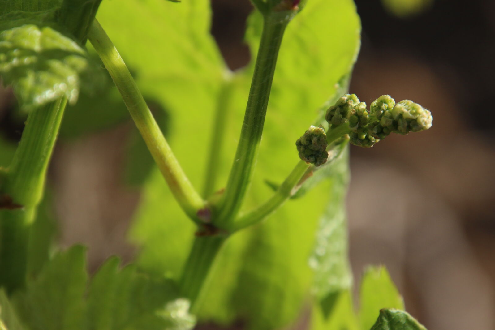 Canon EOS 7D Mark II sample photo. Baby, garden, grapes, green photography