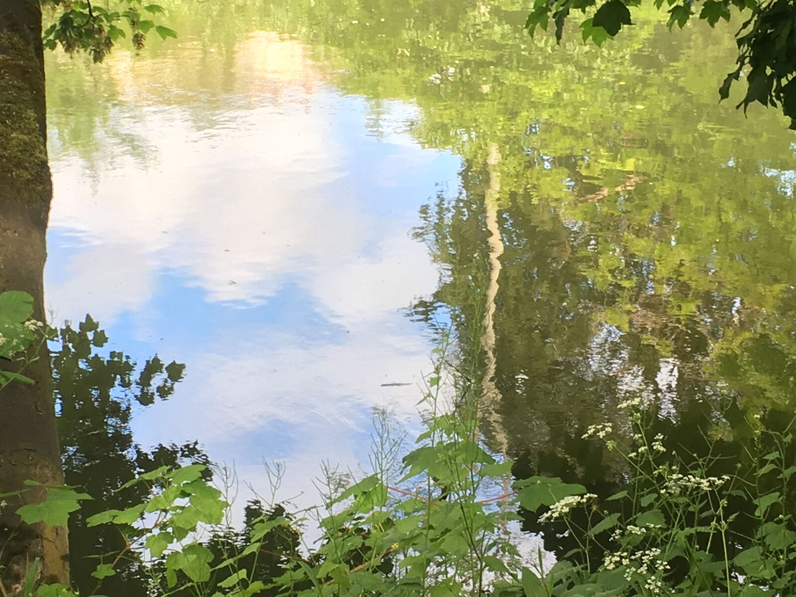 iPhone 6s Plus back camera 4.15mm f/2.2 sample photo. River, trees, reflection photography