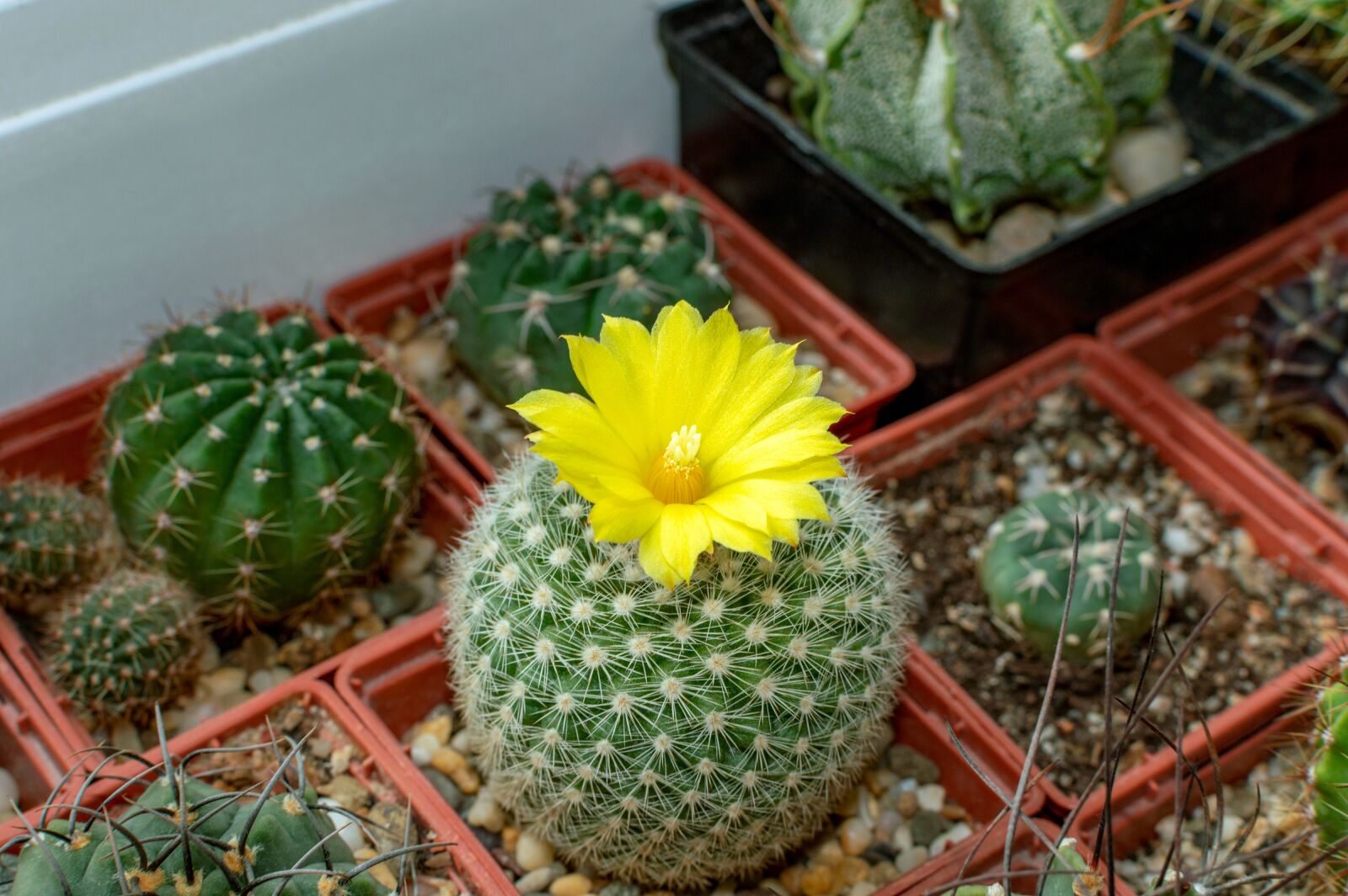 Nikon D3200 sample photo. Cactus, succulent, indoor plant photography