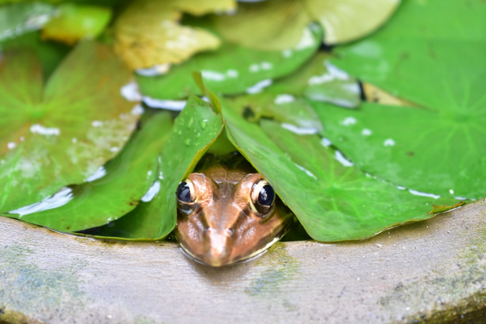 Nikon D3400 sample photo. Frog, water, a photography