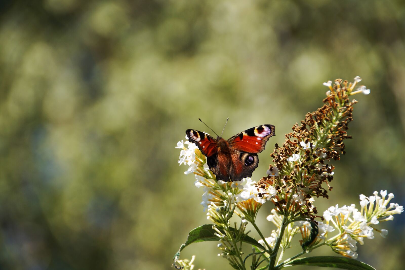 Sony SLT-A58 sample photo. Butterfly, guppy, insect photography