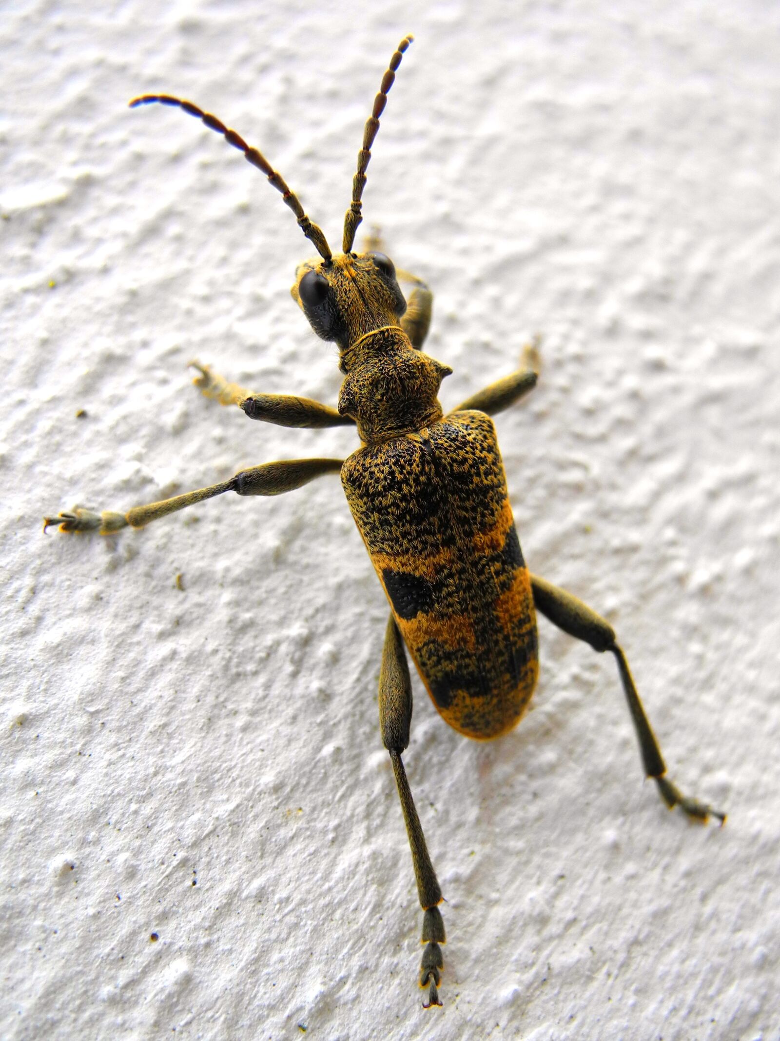 Nikon Coolpix P7000 sample photo. Beetle, insect, nature photography