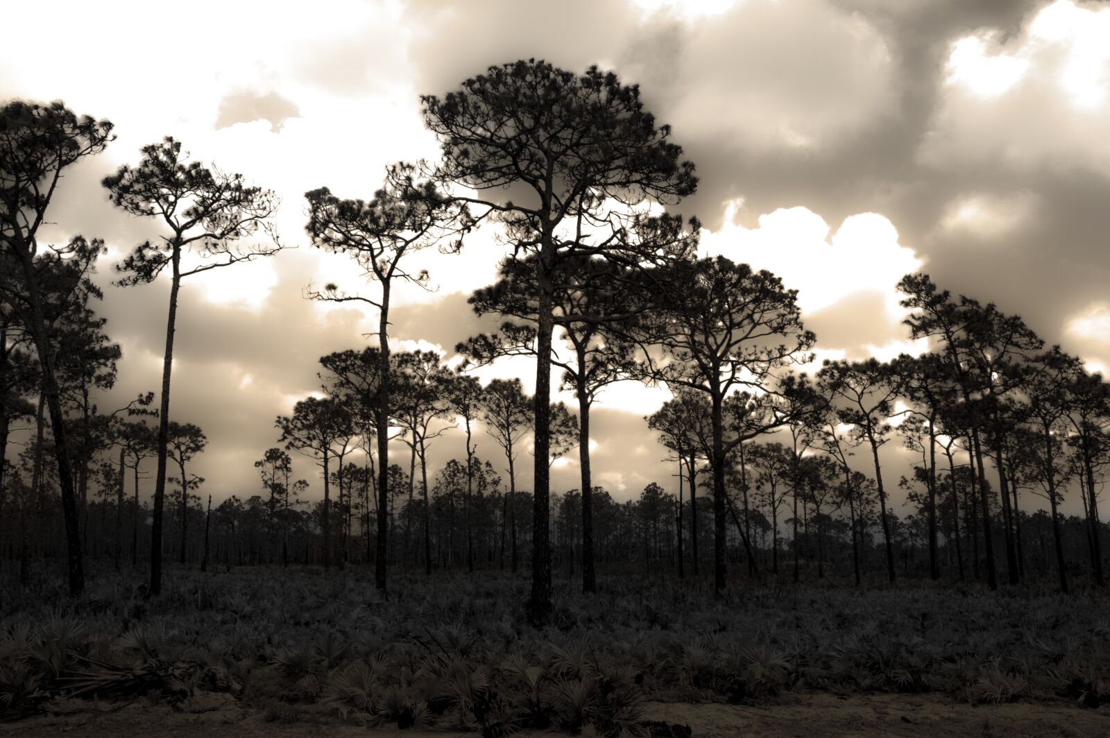 Nikon D3200 sample photo. Trees, forest, landscape photography