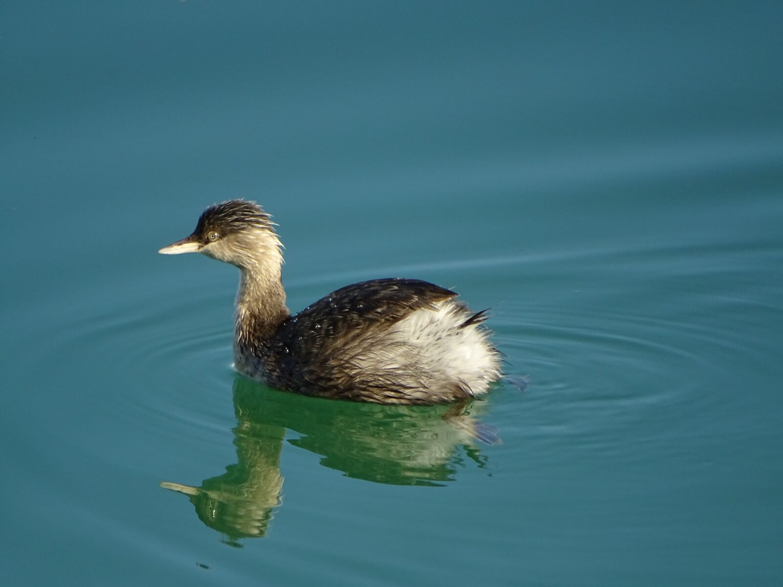 Sony Cyber-shot DSC-HX400V sample photo. Australasian grebe, bird, wildlife photography