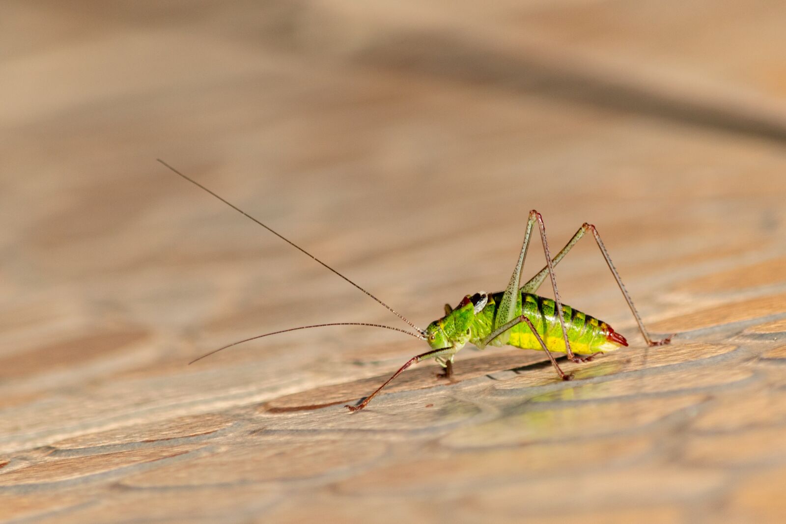 Nikon D3300 sample photo. Grasshopper, insect, beetle photography