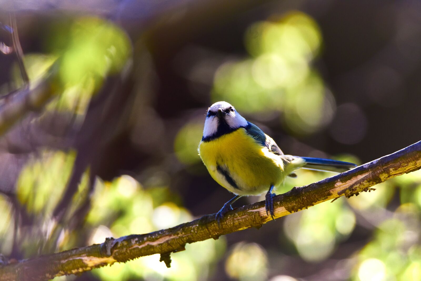 Tamron SP 150-600mm F5-6.3 Di VC USD sample photo. Bird, nature, tit photography