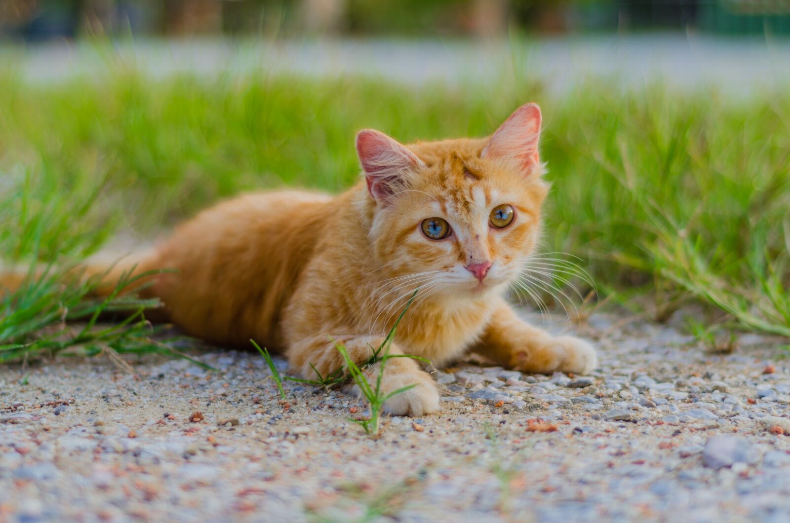 Nikon D5100 sample photo. Cat, animal, photography photography