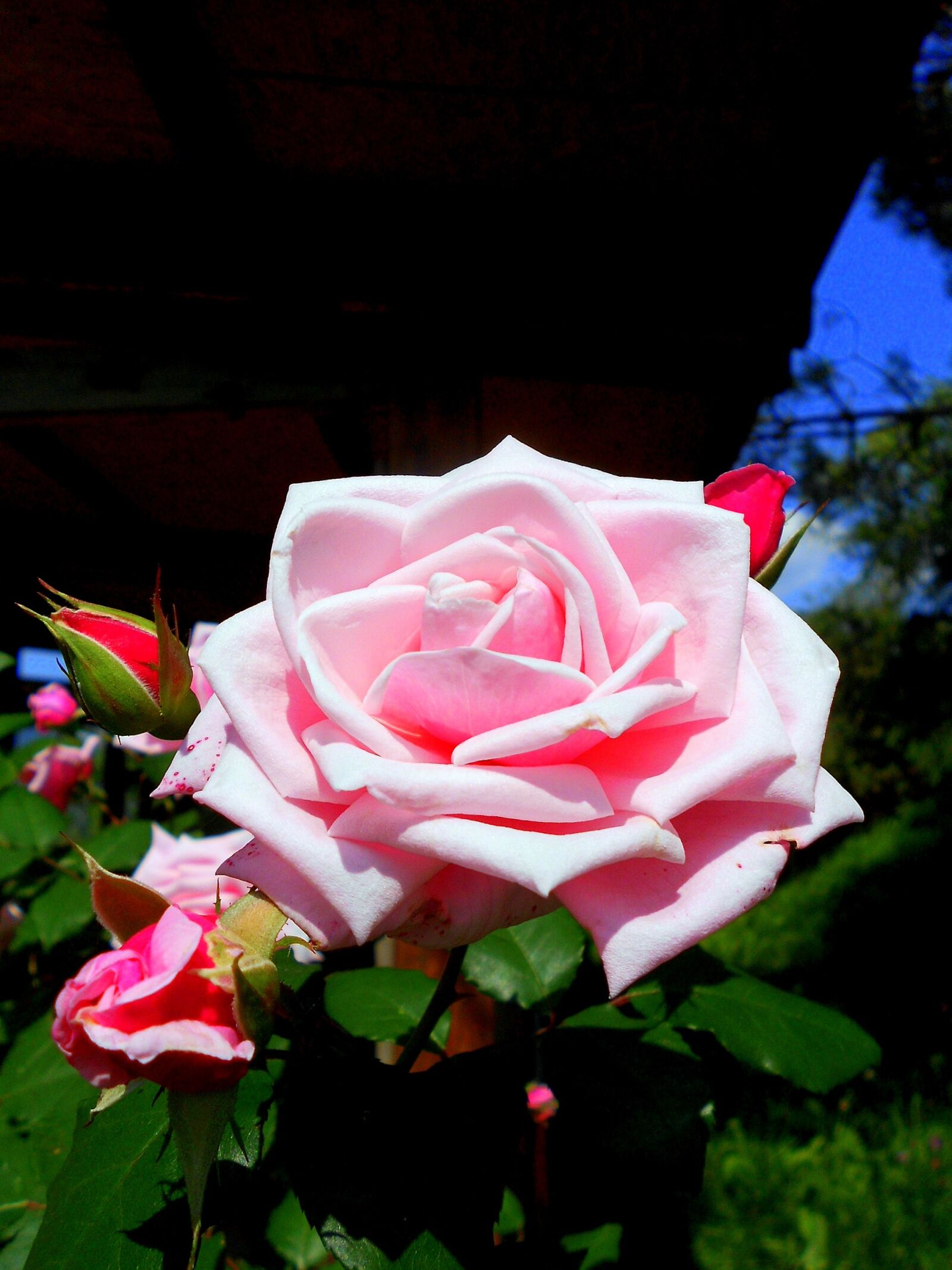 Nikon Coolpix S3100 sample photo. Rosa, rose, flower photography