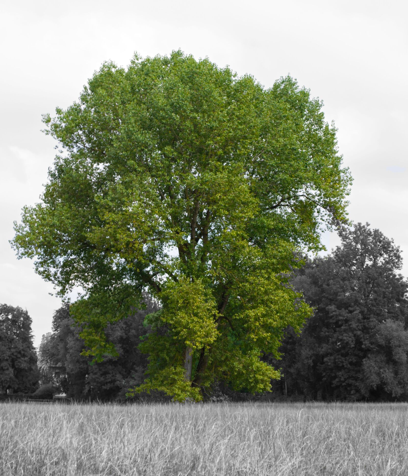 Nikon D3200 sample photo. Tree, green, black white photography