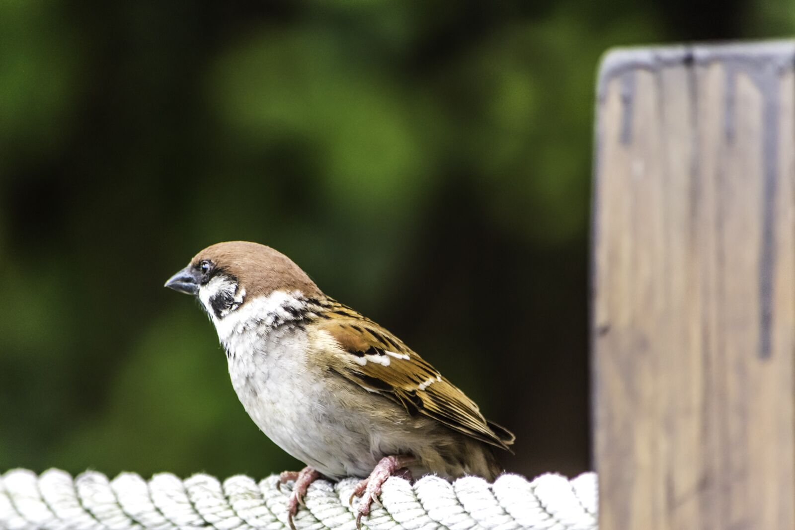 Nikon D5500 sample photo. Nature, outdoors, bird photography