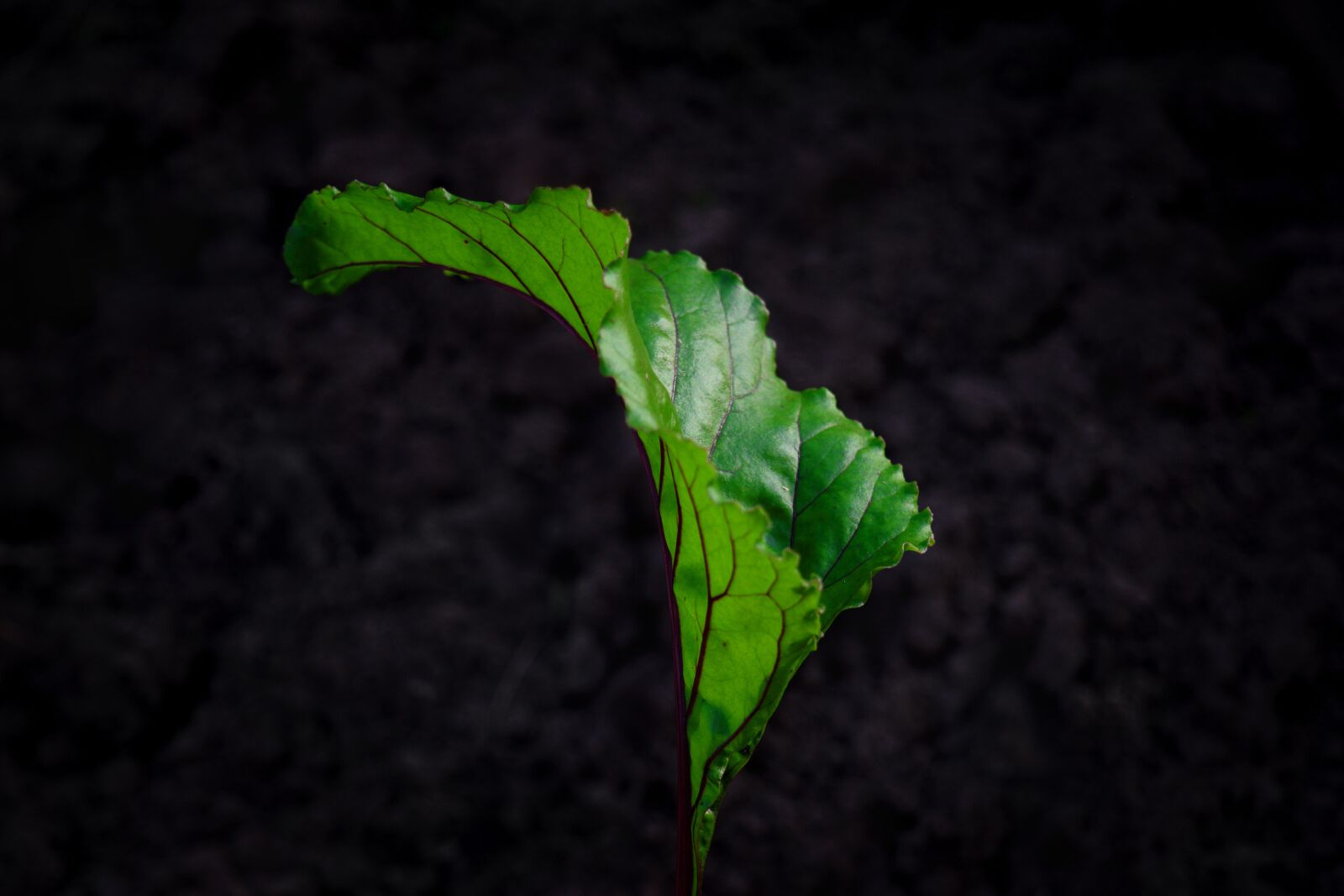 Nikon D3300 sample photo. Leaf, herb, black background photography