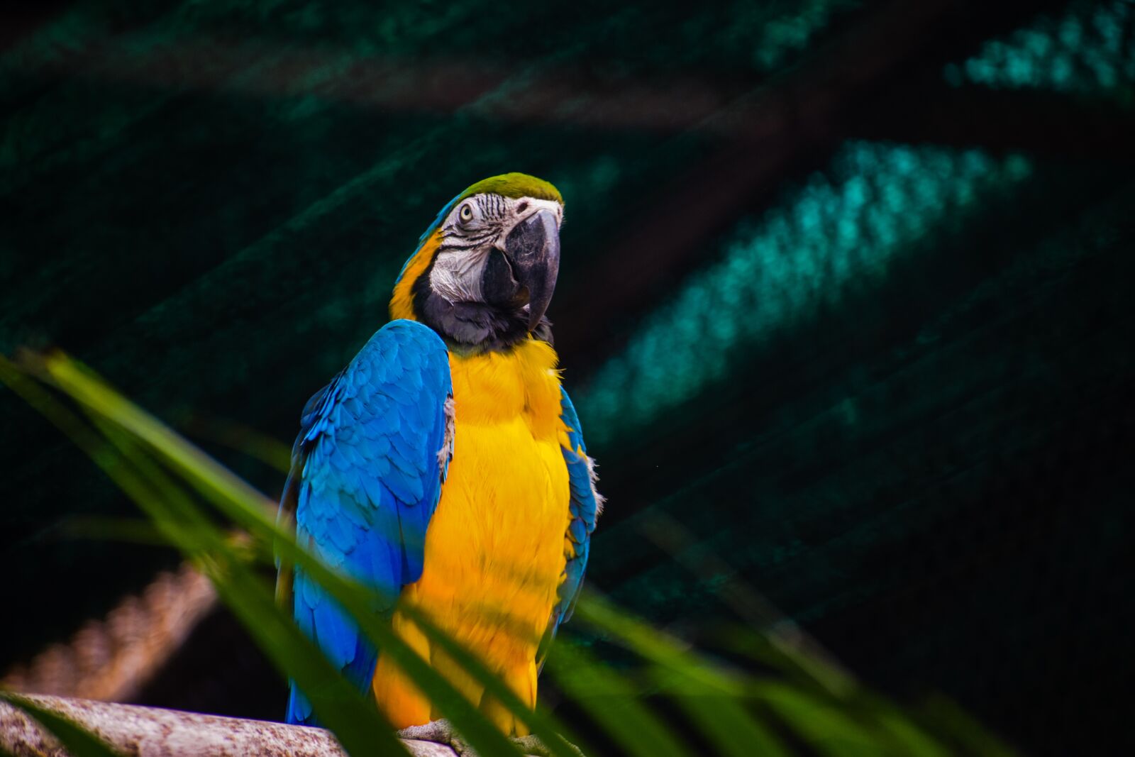 Nikon D5300 sample photo. Parrot, indian parrot, bird photography