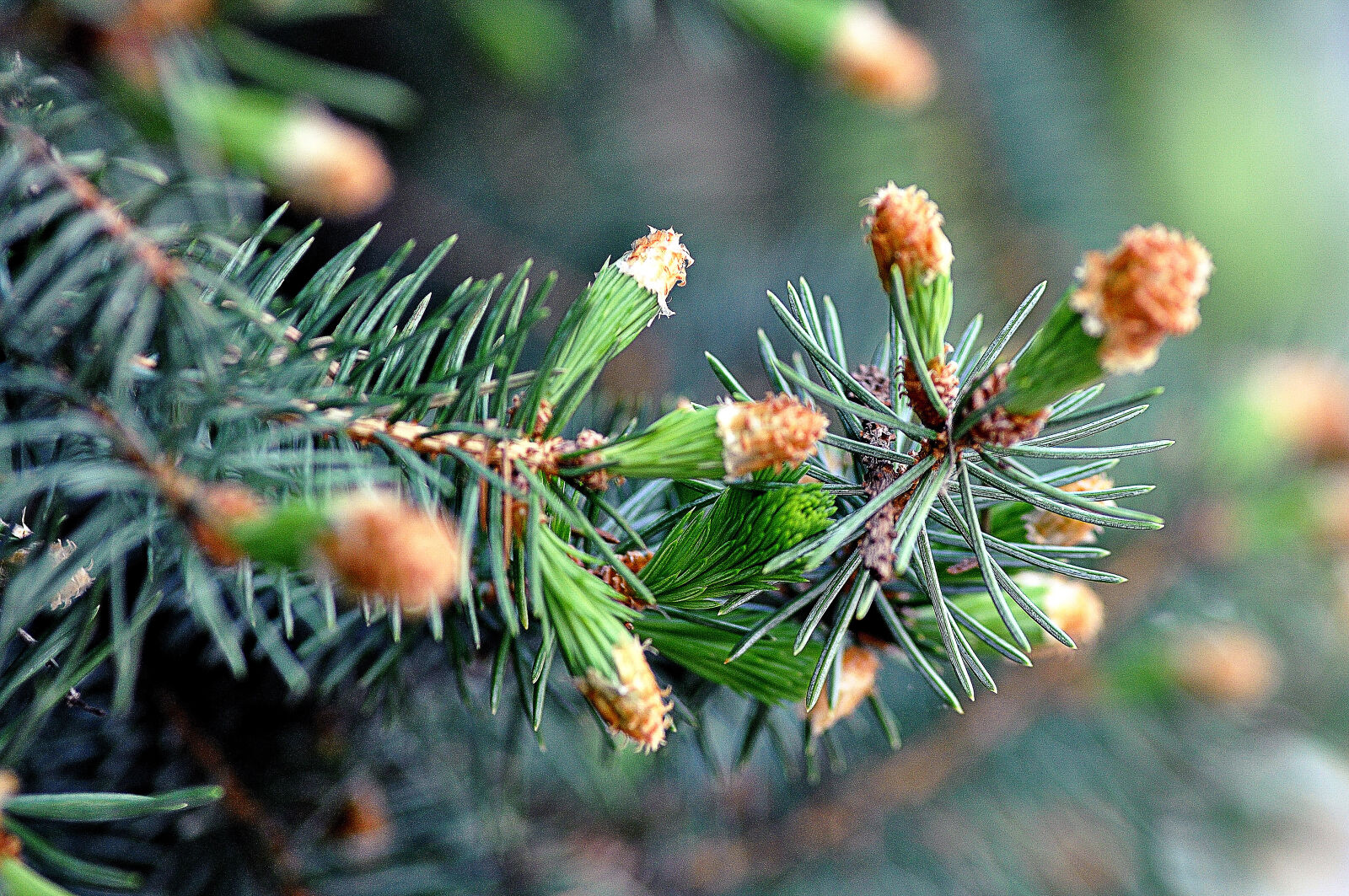 Nikon D5000 sample photo. Pinecone, pinetree photography