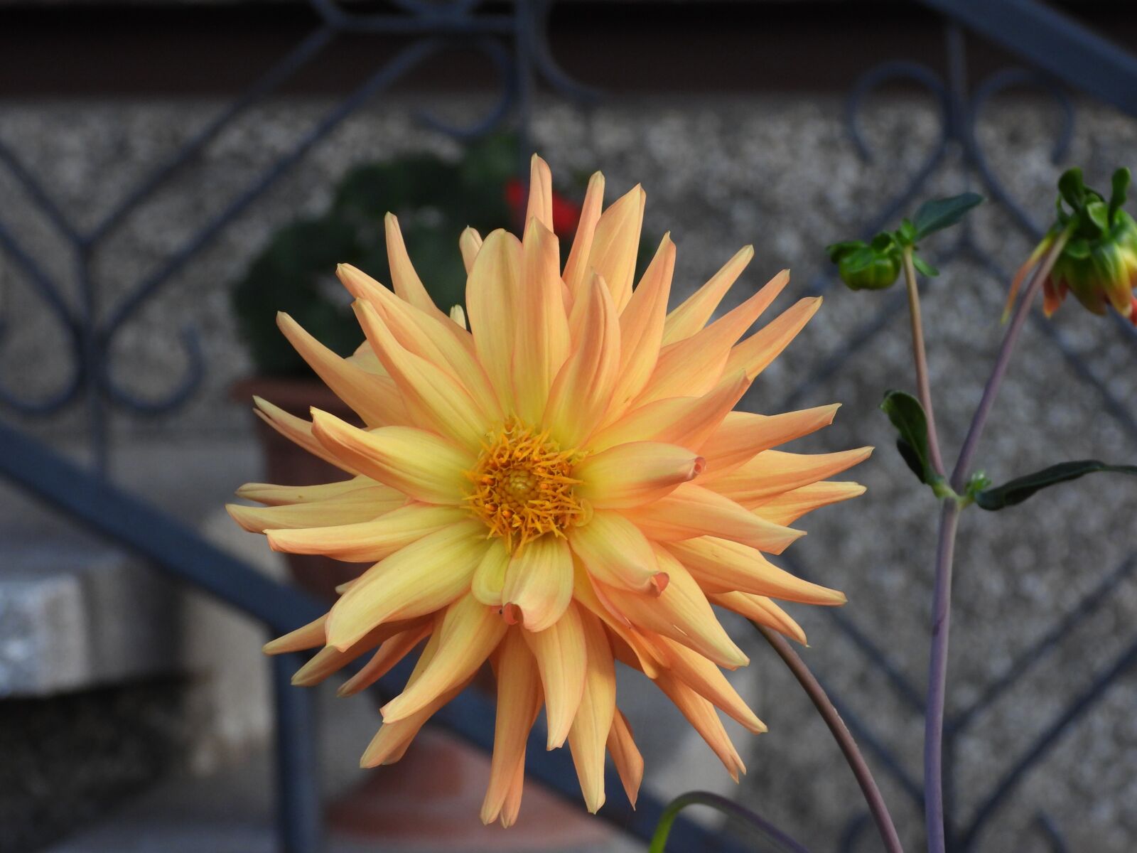 Nikon Coolpix P1000 sample photo. Dalia, flower, garden photography