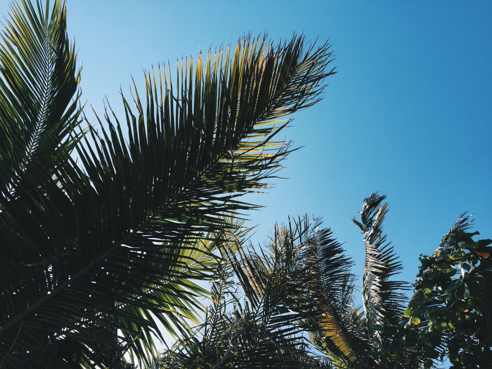 Apple iPhone 6 sample photo. Sky, summer, tree photography