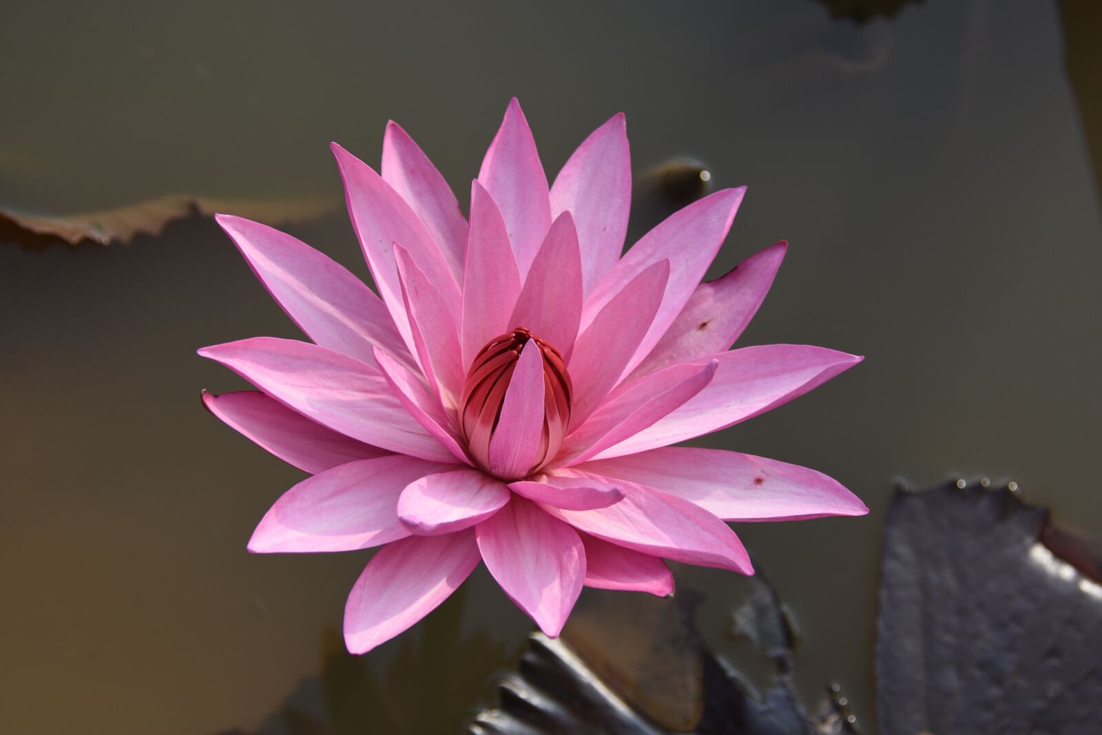Nikon D7200 sample photo. Lily, blooming, ao photography