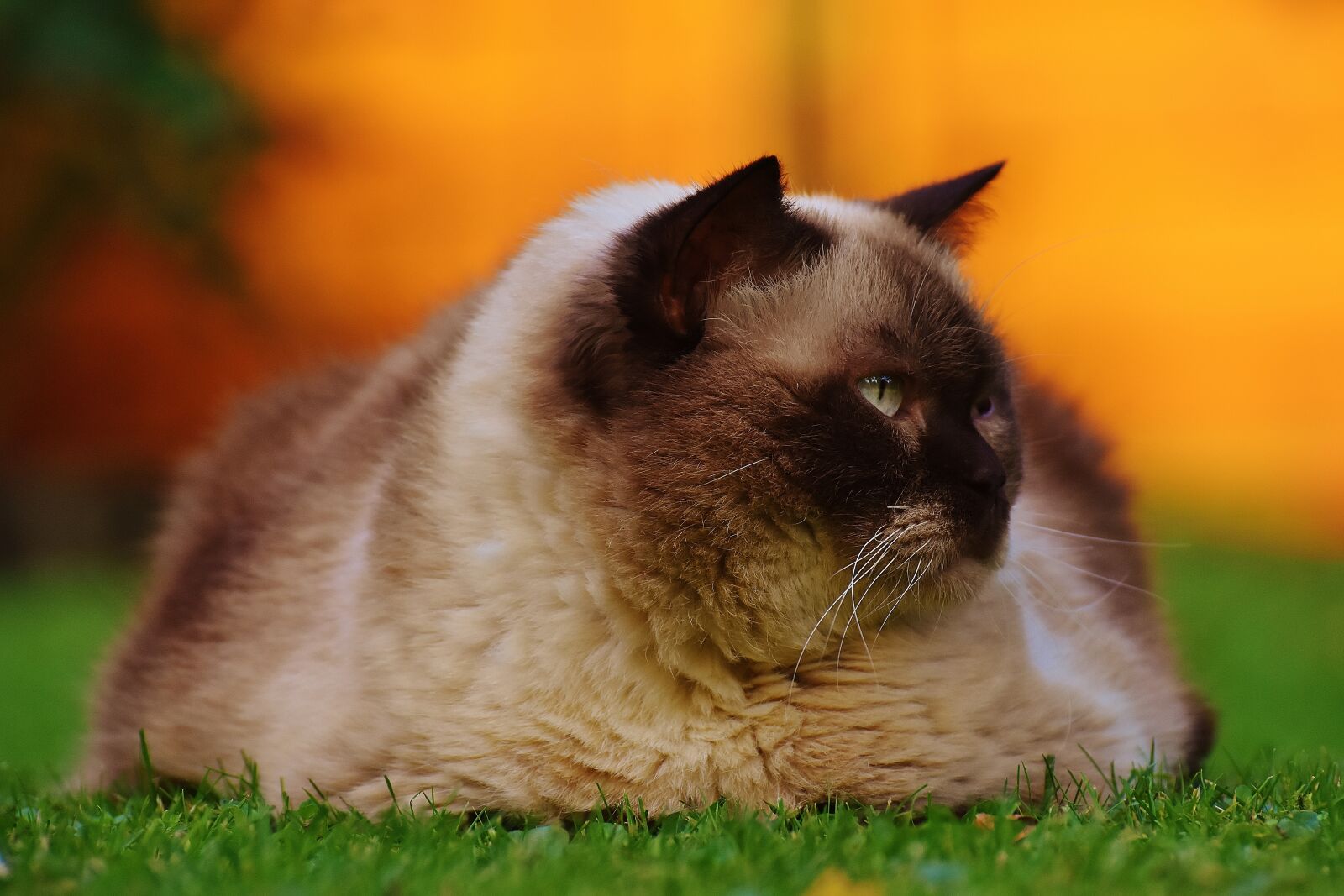 Nikon D7200 sample photo. Cat, british shorthair, thoroughbred photography