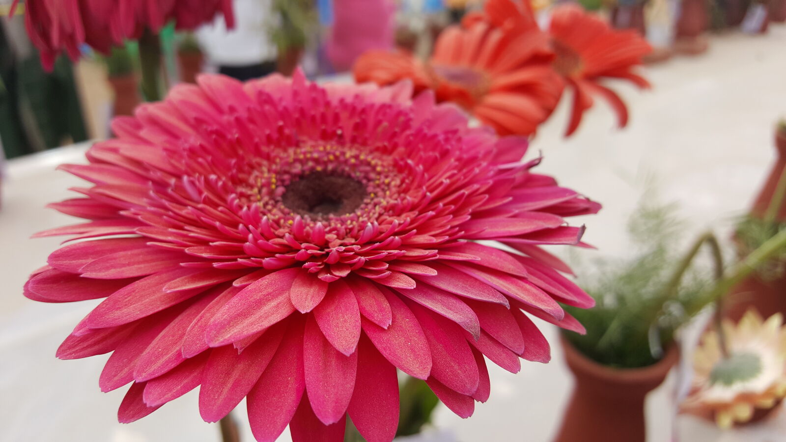 Samsung GALAXY S6 edge sample photo. Beautiful, bloom, blossom, botany photography