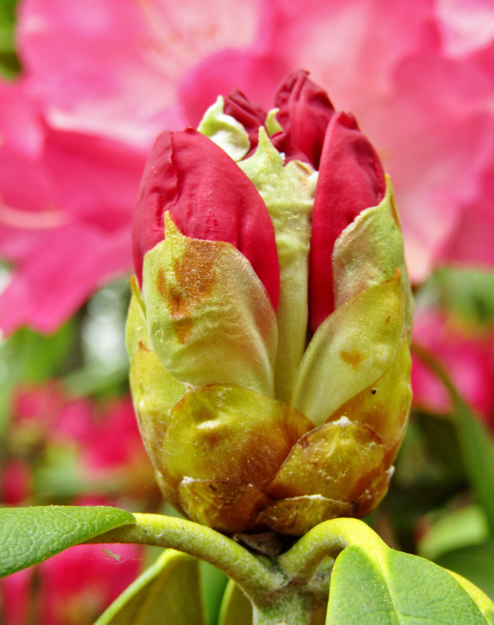 Canon POWERSHOT SX432 IS sample photo. Rhododendron, bud, flowers photography