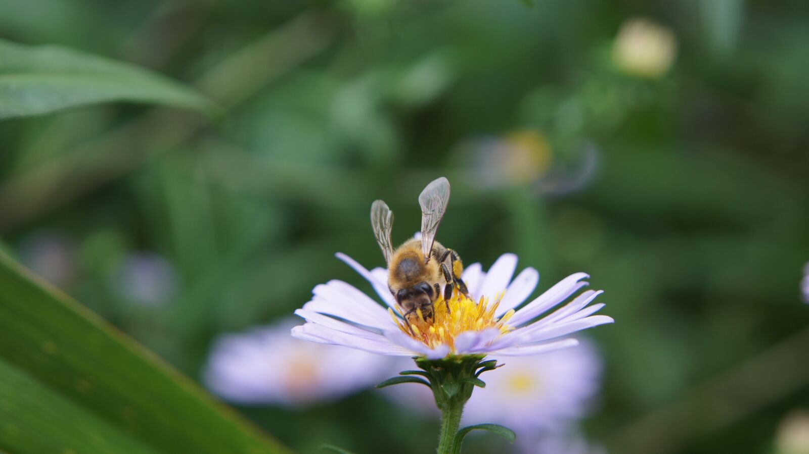 Sony SLT-A55 (SLT-A55V) + Sony DT 18-55mm F3.5-5.6 SAM sample photo. Aster, astra, astra chamomile photography