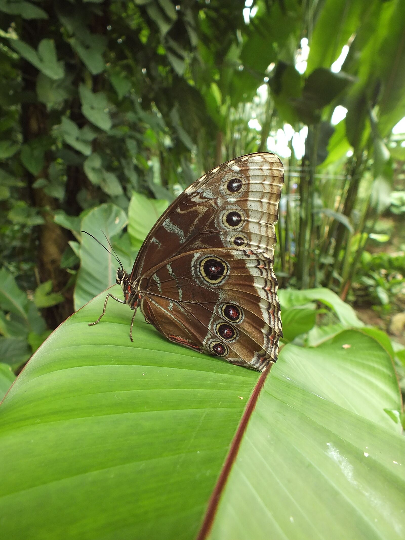 Fujifilm FinePix HS30EXR sample photo. Butterfly, nature, insect photography