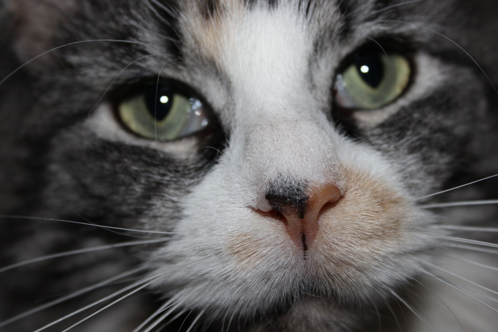 Canon EOS 600D (Rebel EOS T3i / EOS Kiss X5) sample photo. Cat, hypnotic, eyes photography
