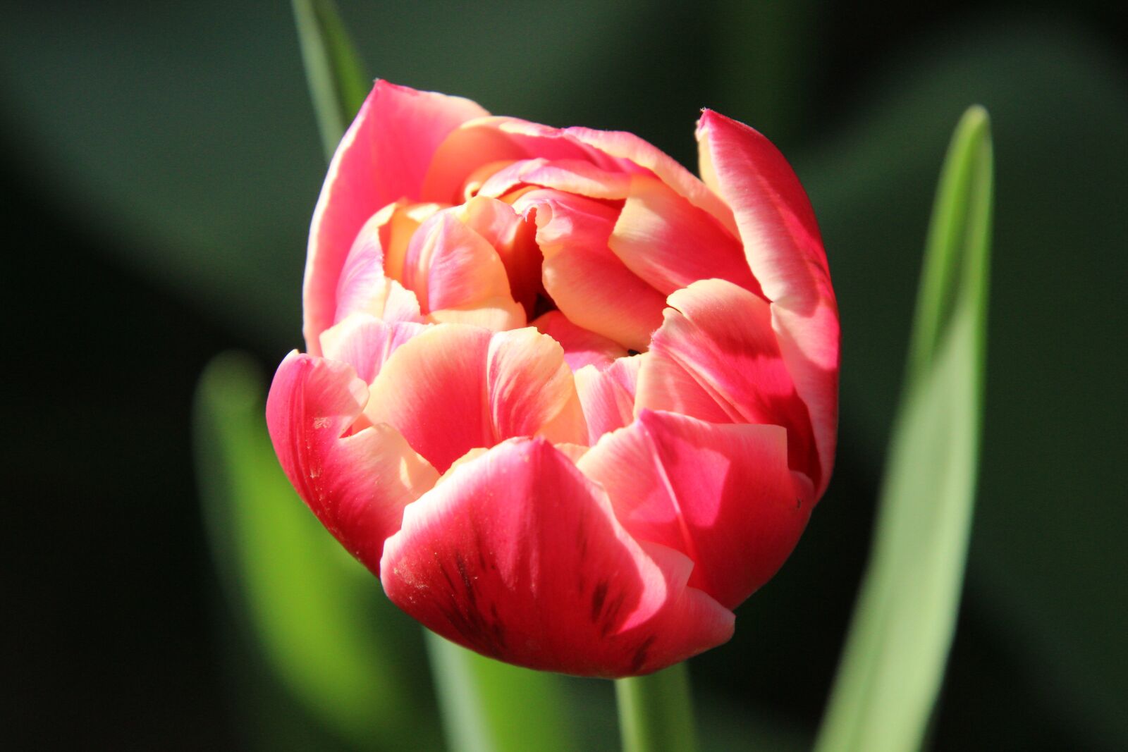Canon EOS 600D (Rebel EOS T3i / EOS Kiss X5) sample photo. Flower, tulip, plant photography
