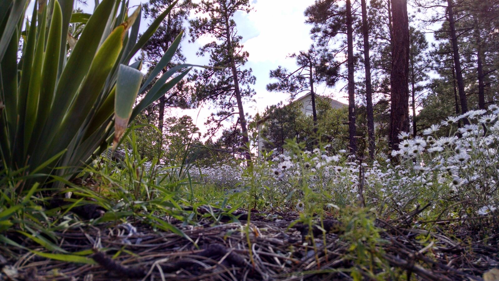 Motorola XT1080 sample photo