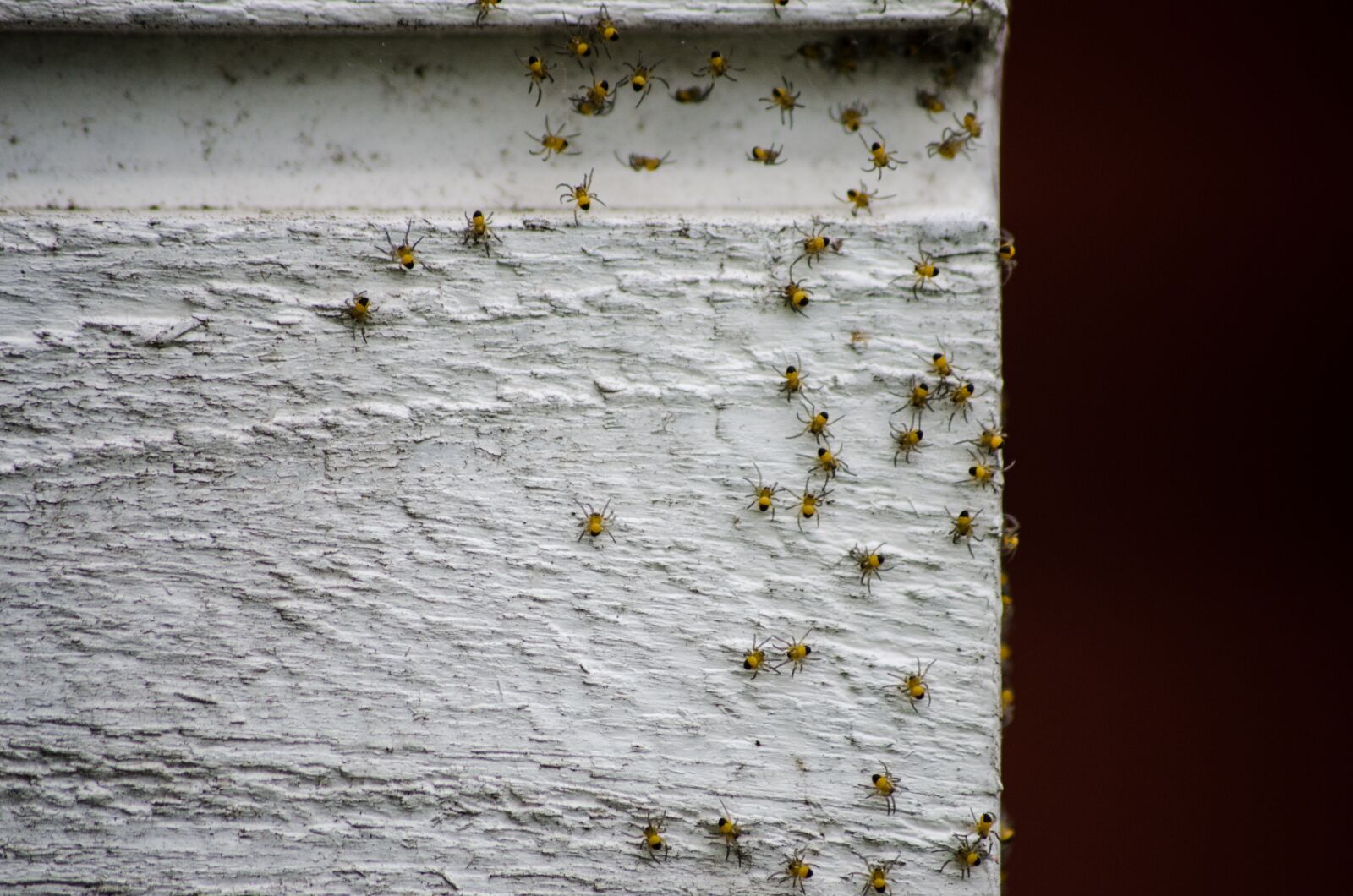 Nikon D7000 sample photo. Spiders, baby spiders, wood photography