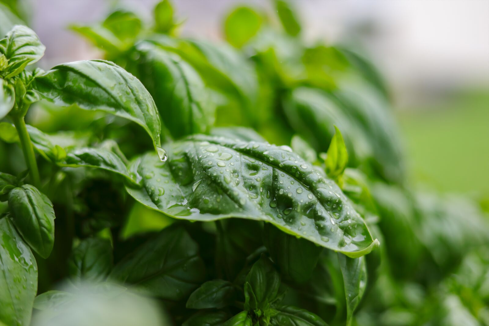 Canon EOS 5D Mark IV sample photo. Basil, herbs, green photography