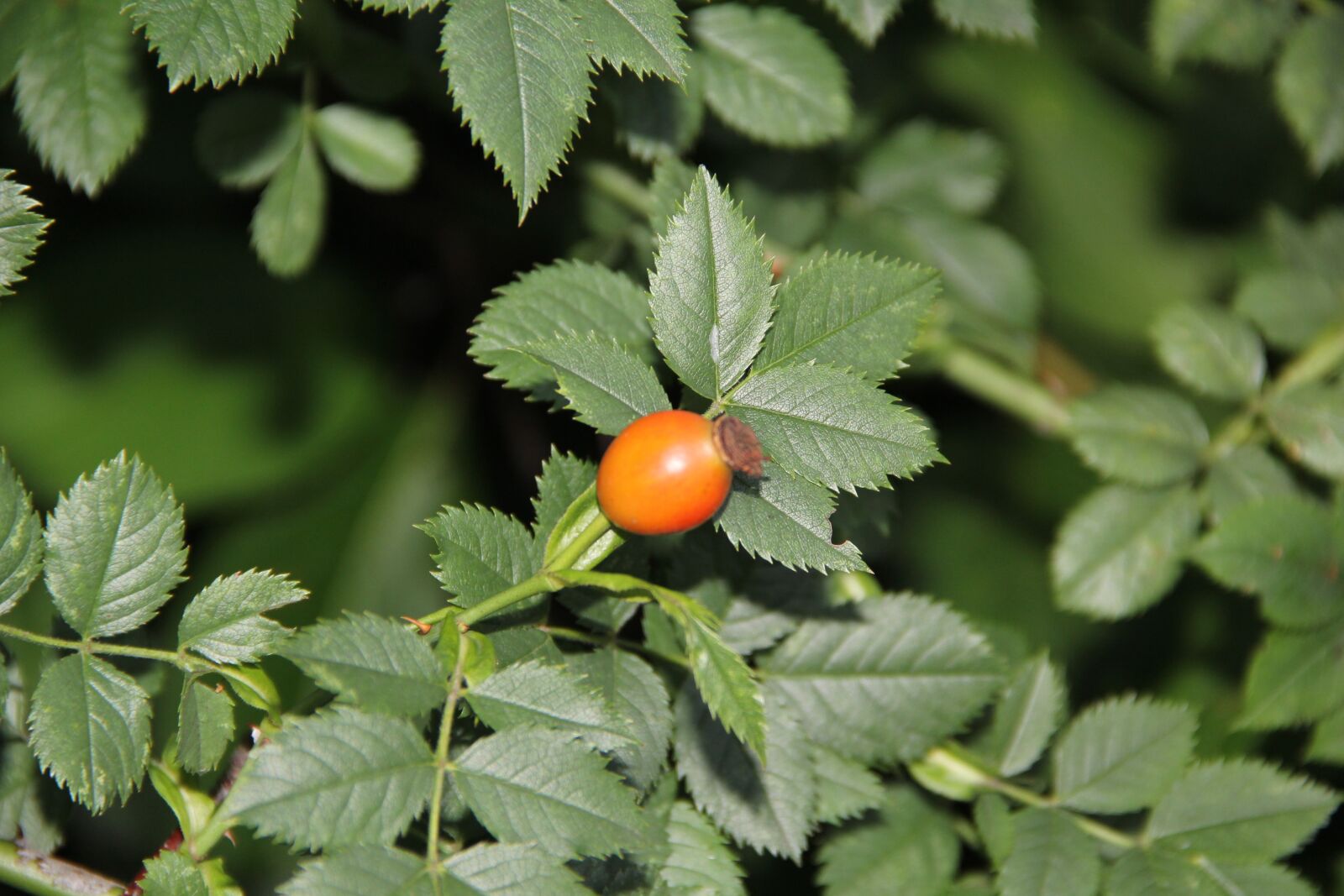 Canon EOS 60D sample photo. Rose hip, leaves, nature photography