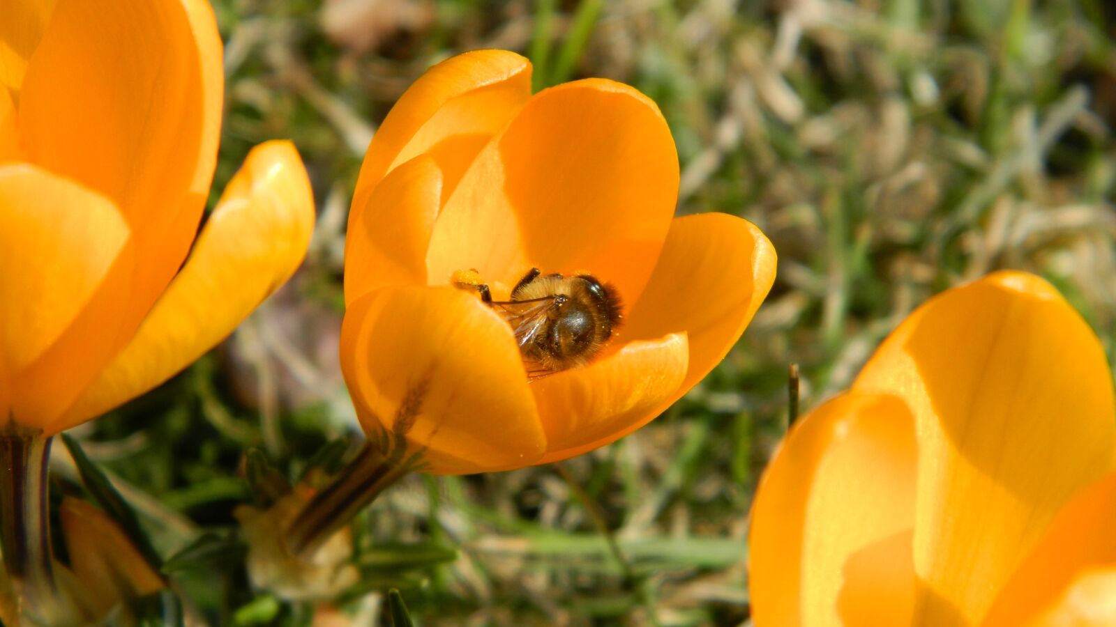 Nikon Coolpix L120 sample photo. Crocus, yellow, flower photography
