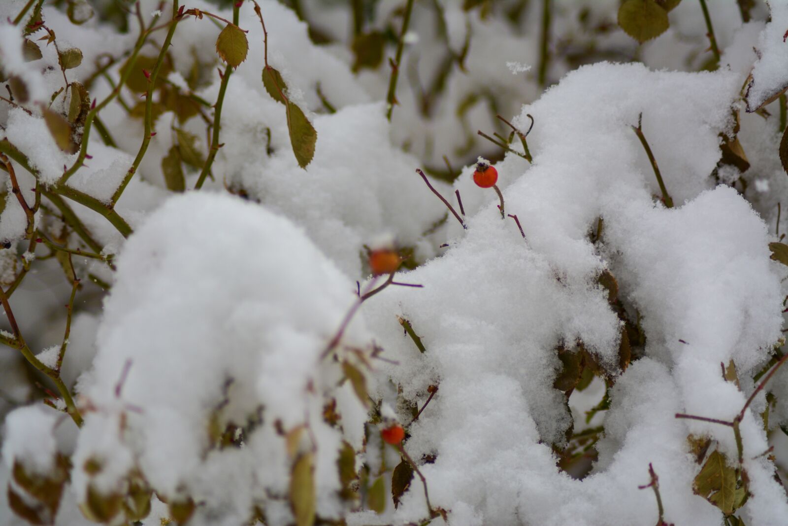 Nikon D5200 sample photo. Berries, red, snow photography