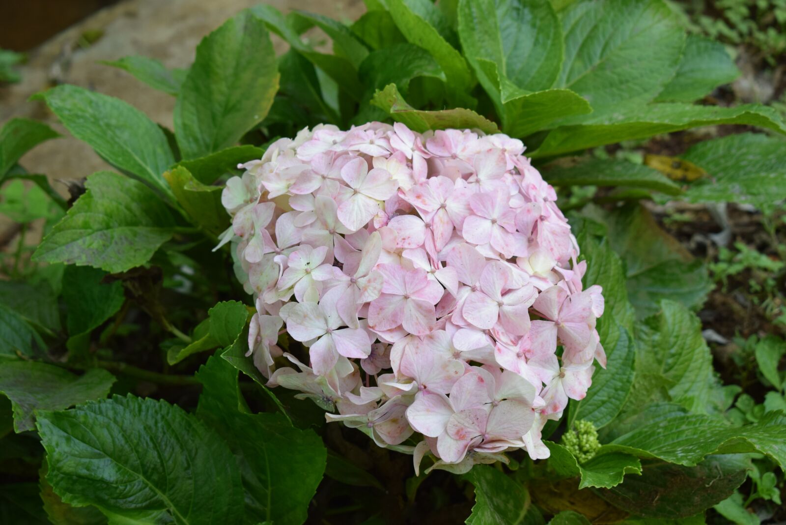 Nikon D5300 sample photo. Flower, beautiful, amazing photography