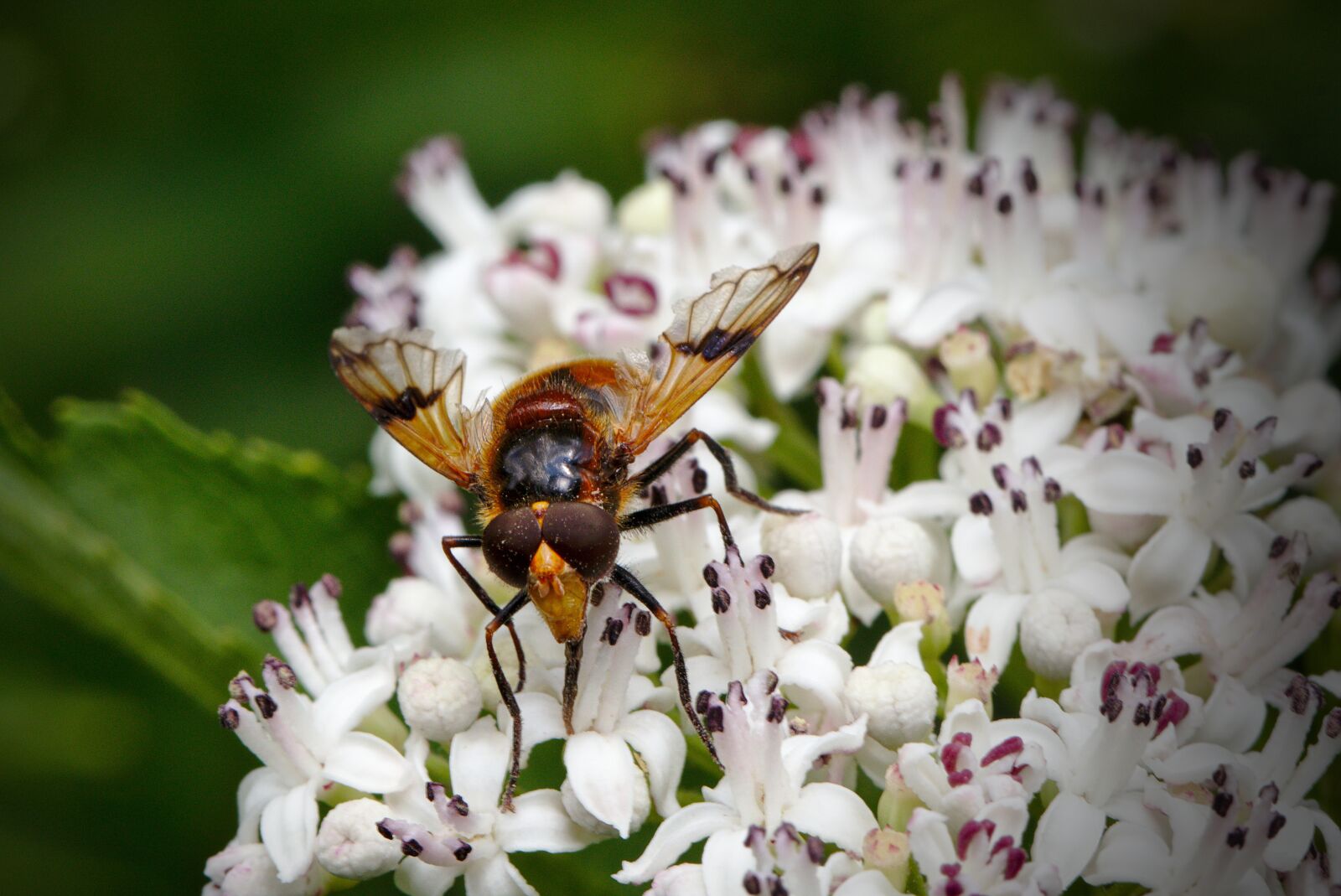 Canon EOS M5 sample photo. Fly, blossom, bloom photography