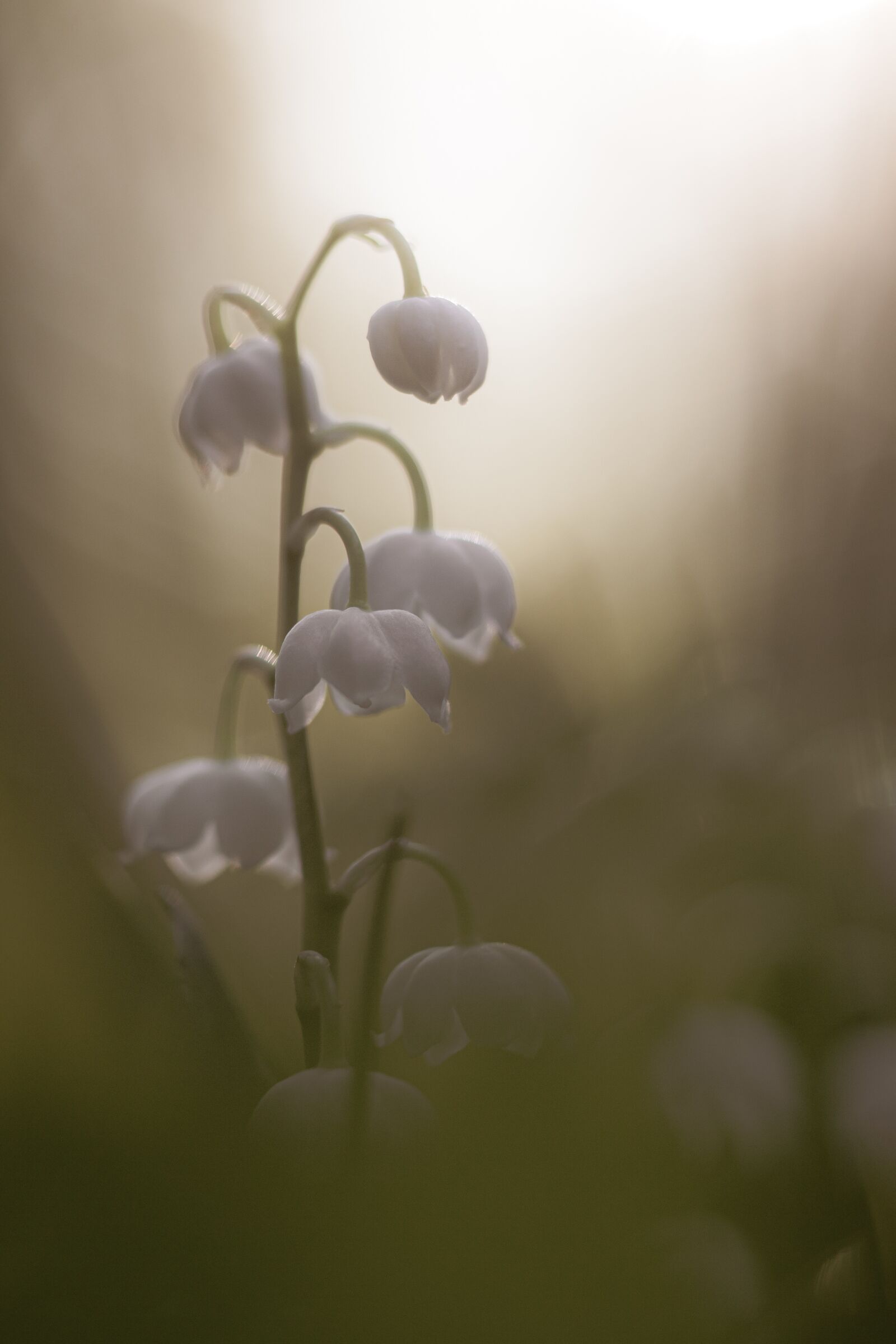 Canon EOS 6D Mark II sample photo. Lily of the valley photography