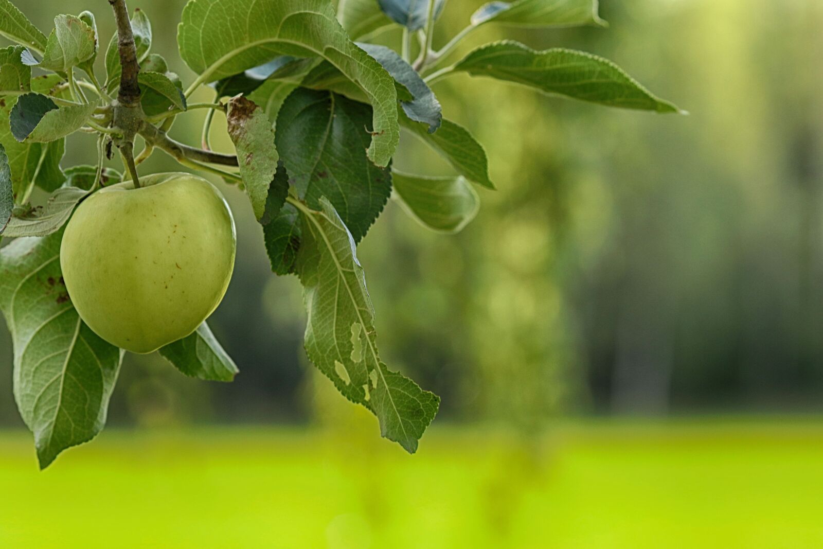Canon EOS 7D Mark II sample photo. Apple, apple tree, leaf photography