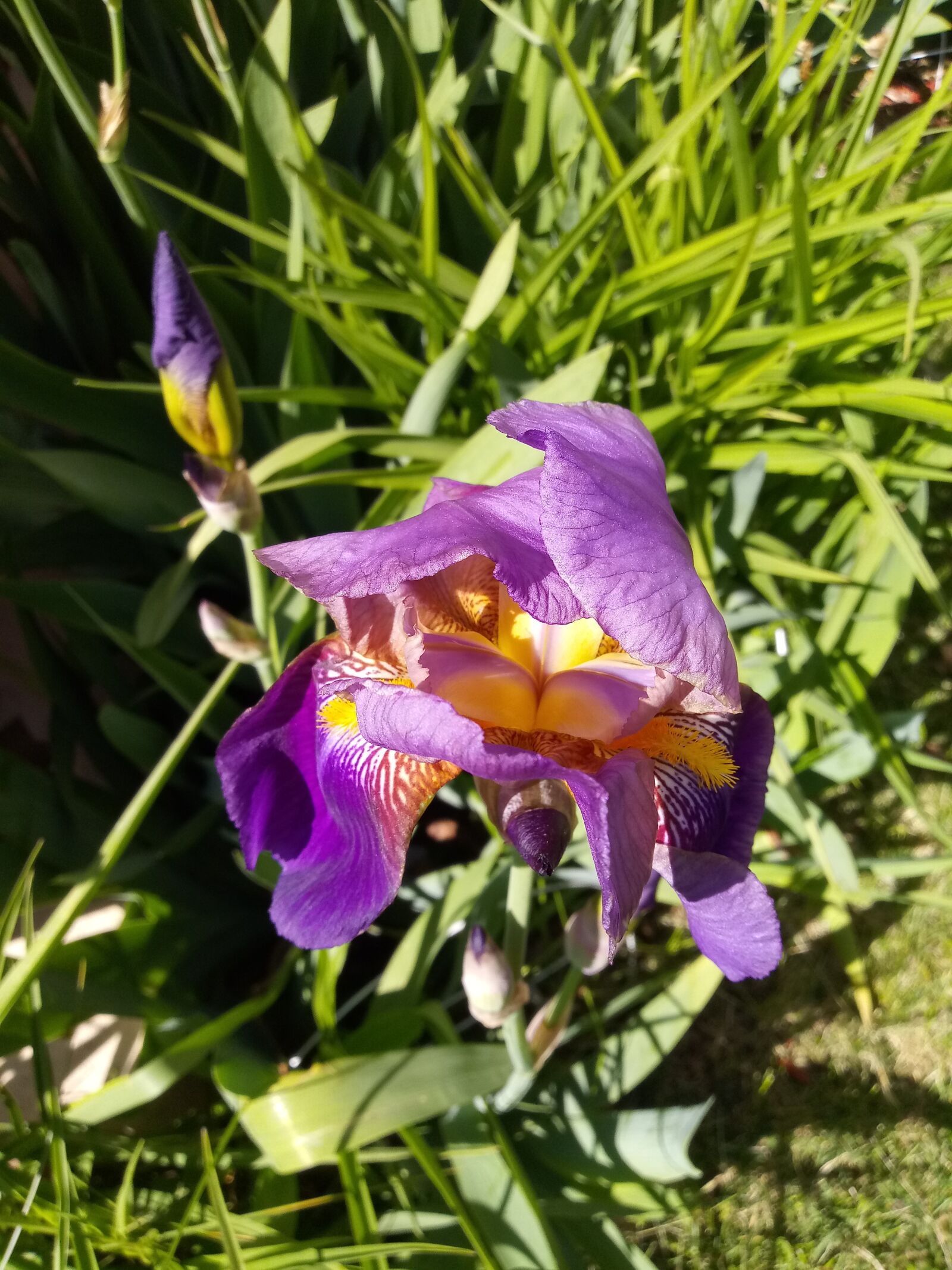 LG STYLO 4 sample photo. Purple, pretty, flower photography