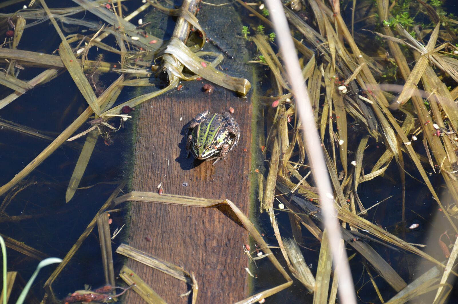 Nikon D3200 sample photo. The frog, water polo photography