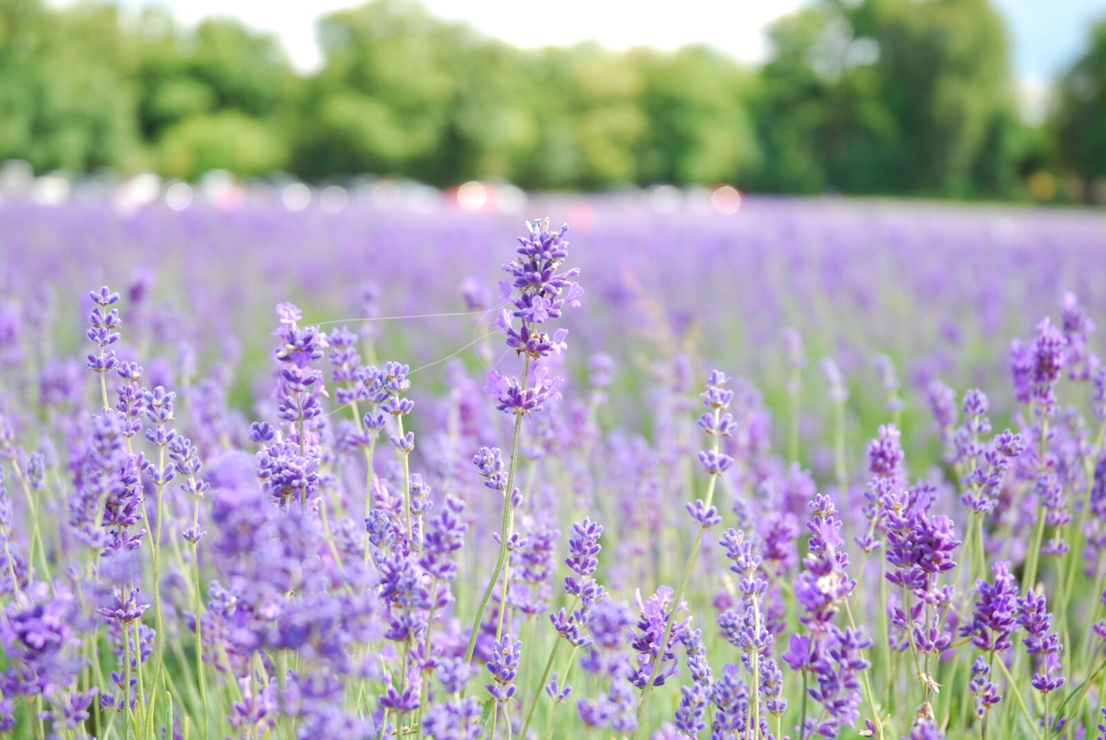 Nikon D80 sample photo. Lavendar, green, nature photography