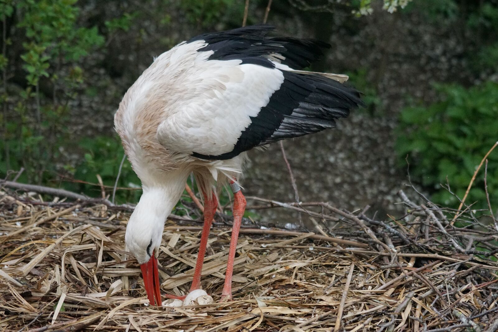 Sony ILCA-77M2 + Sony 70-400mm F4-5.6 G SSM sample photo. Stork, rain, scrim photography