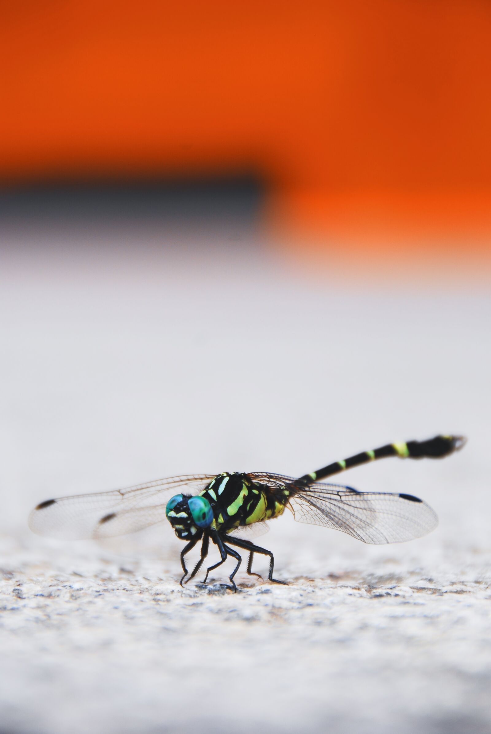 Nikon D40X sample photo. Dragonfly, insect, wing photography