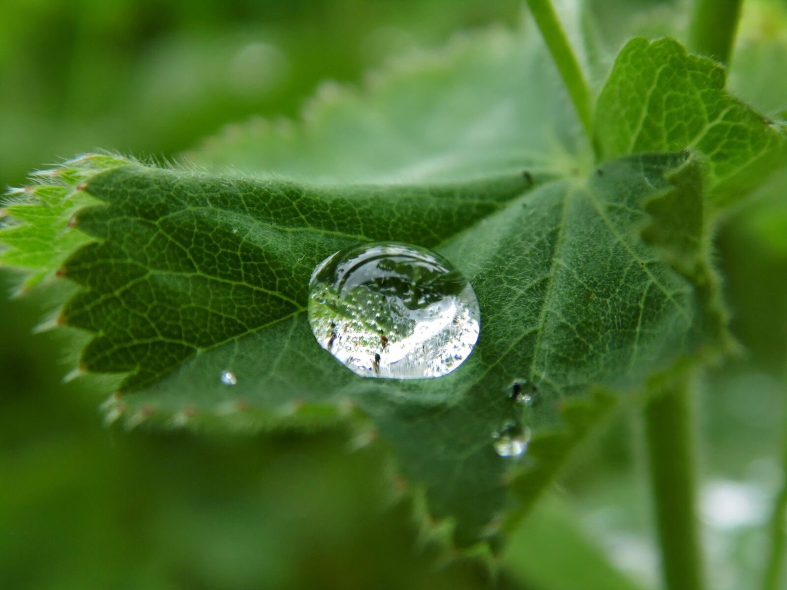 Samsung WB110/  WB111 sample photo. Water, drip, leaf photography