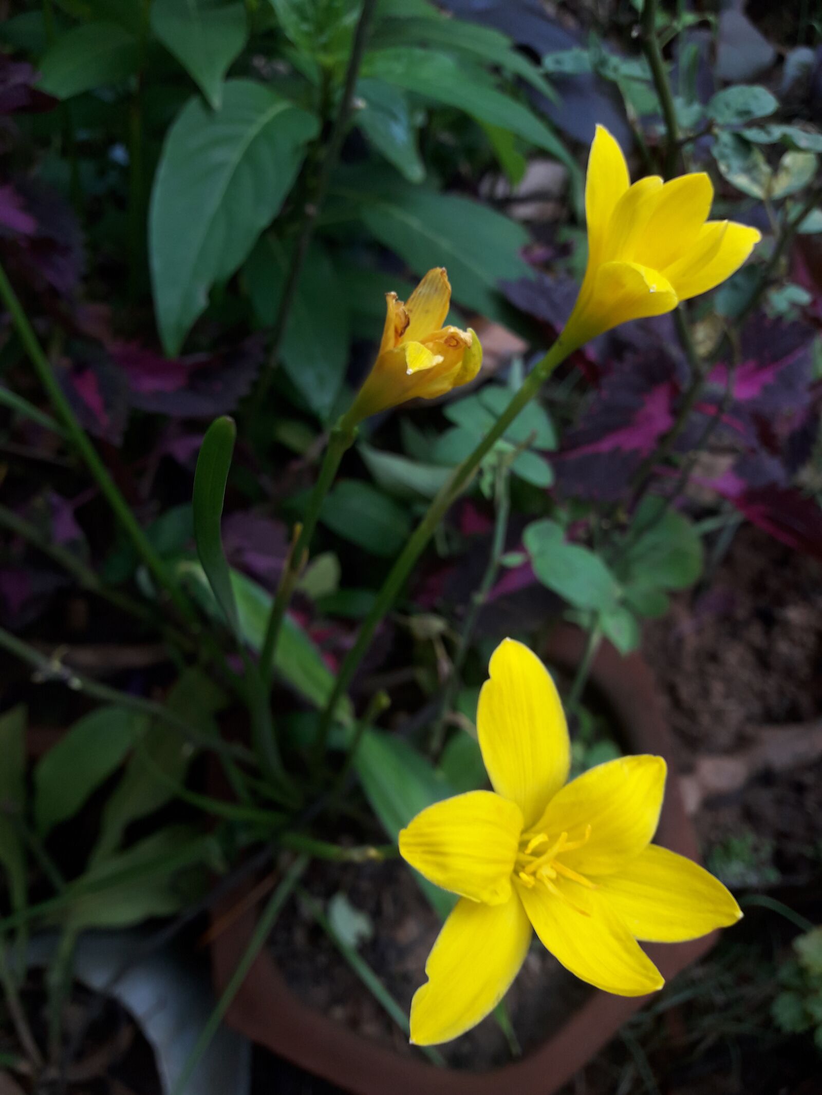 Samsung Galaxy J7 Neo sample photo. Yellow flowers, natural, greenery photography
