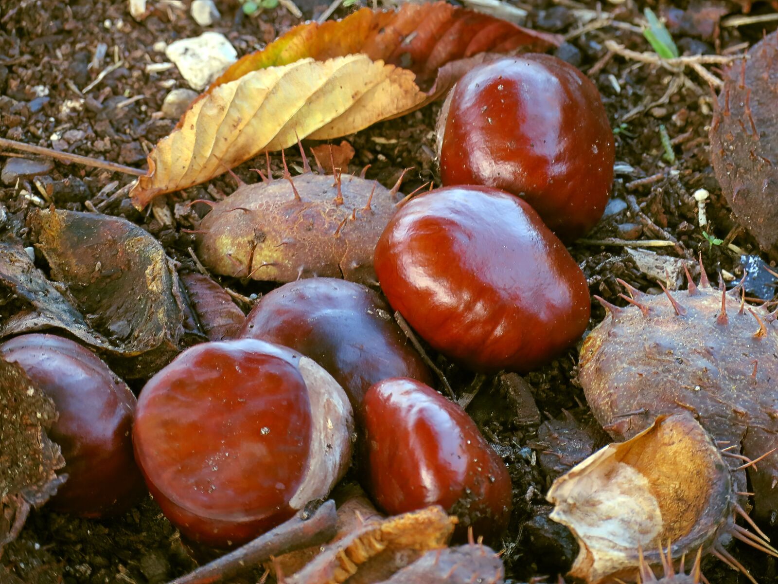 4.3 - 150.5 mm sample photo. Autumn, chestnuts, horse chestnut photography