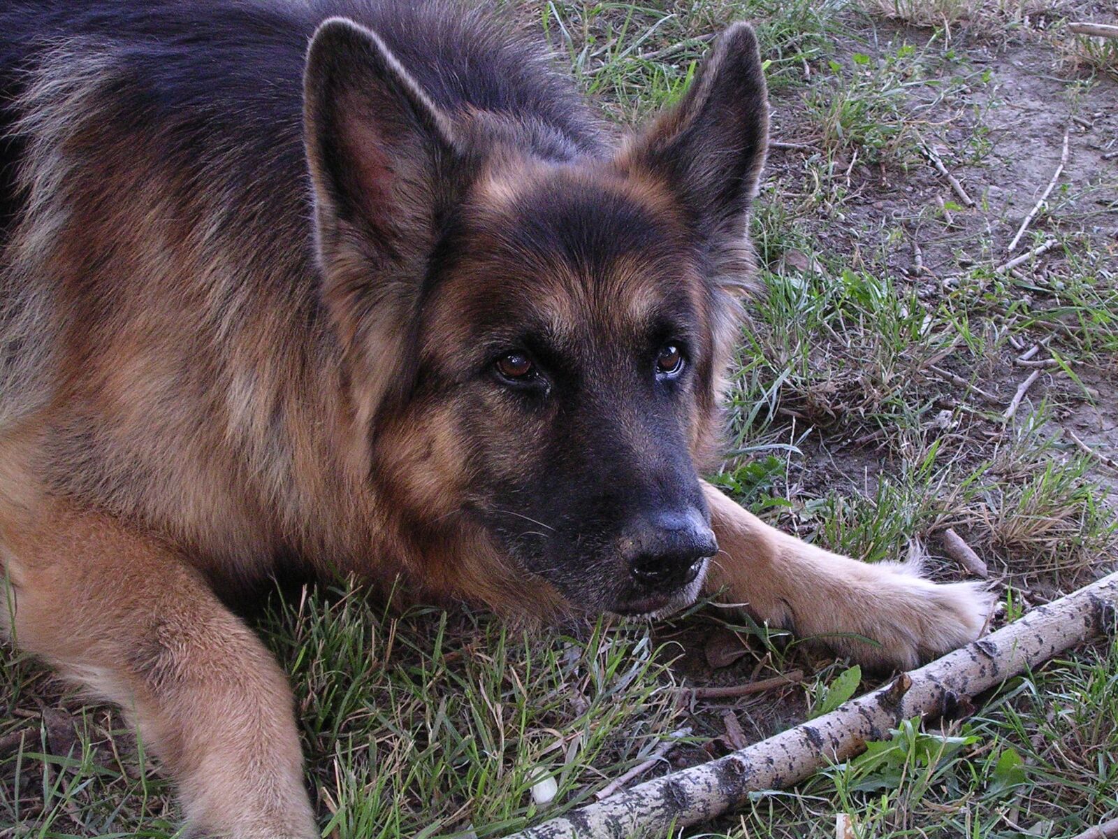 Nikon E3100 sample photo. Wolfhound, dog, regardless of photography