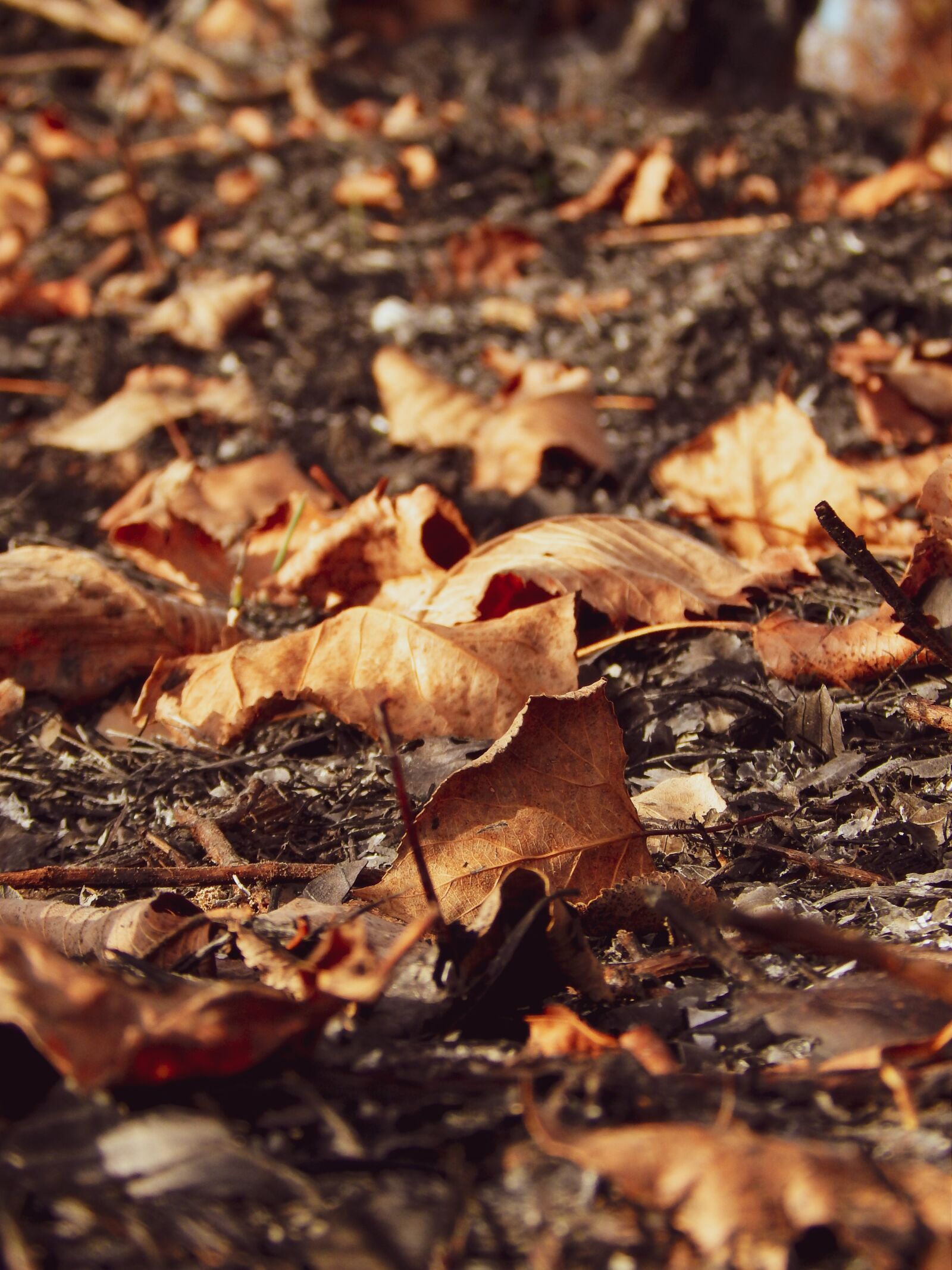 Nikon Coolpix L820 sample photo. Leaves, nature, the colors photography