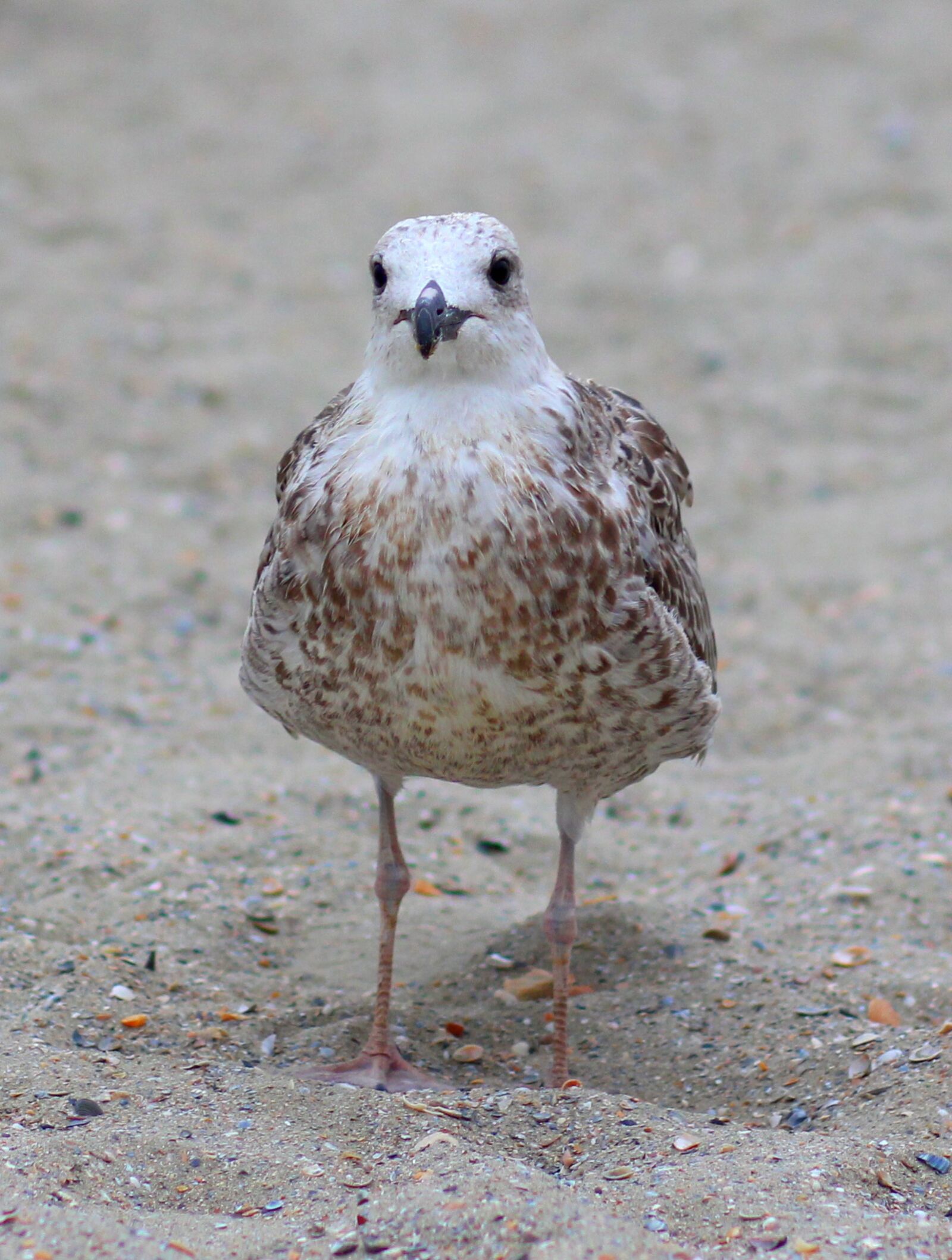 Canon EOS 700D (EOS Rebel T5i / EOS Kiss X7i) + Canon EF 85mm F1.8 USM sample photo. Seagull, birds, rest photography