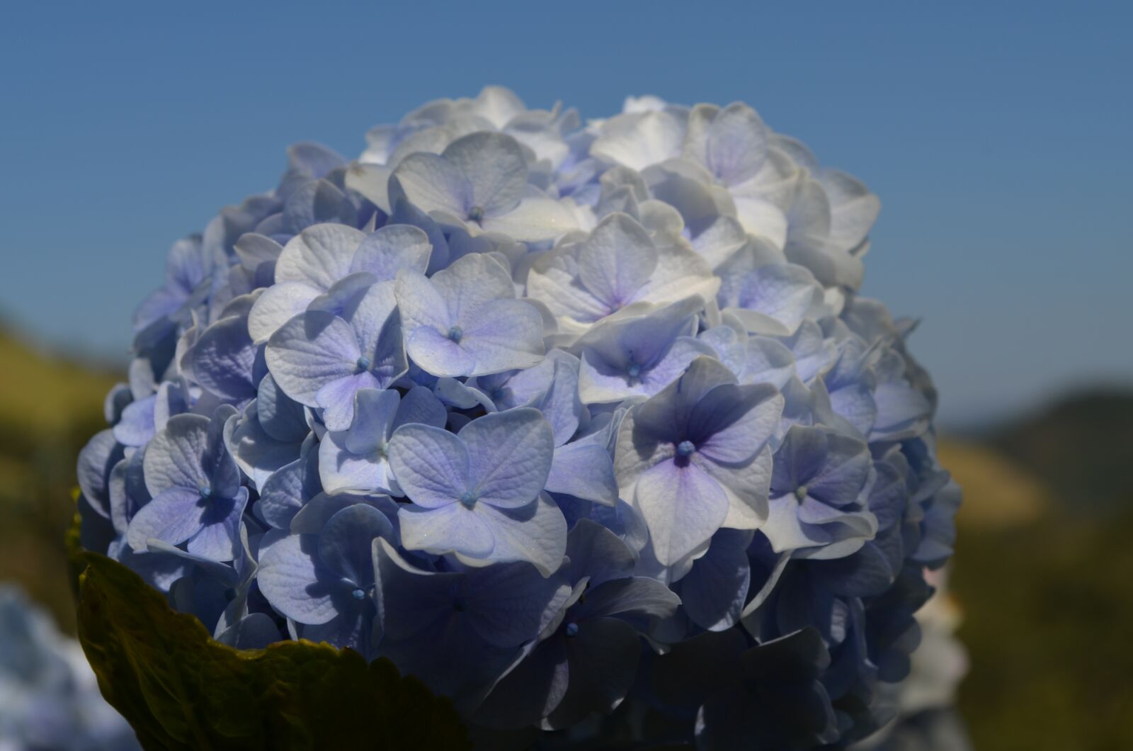 Nikon D5100 sample photo. Flower, nature, hydrangea photography