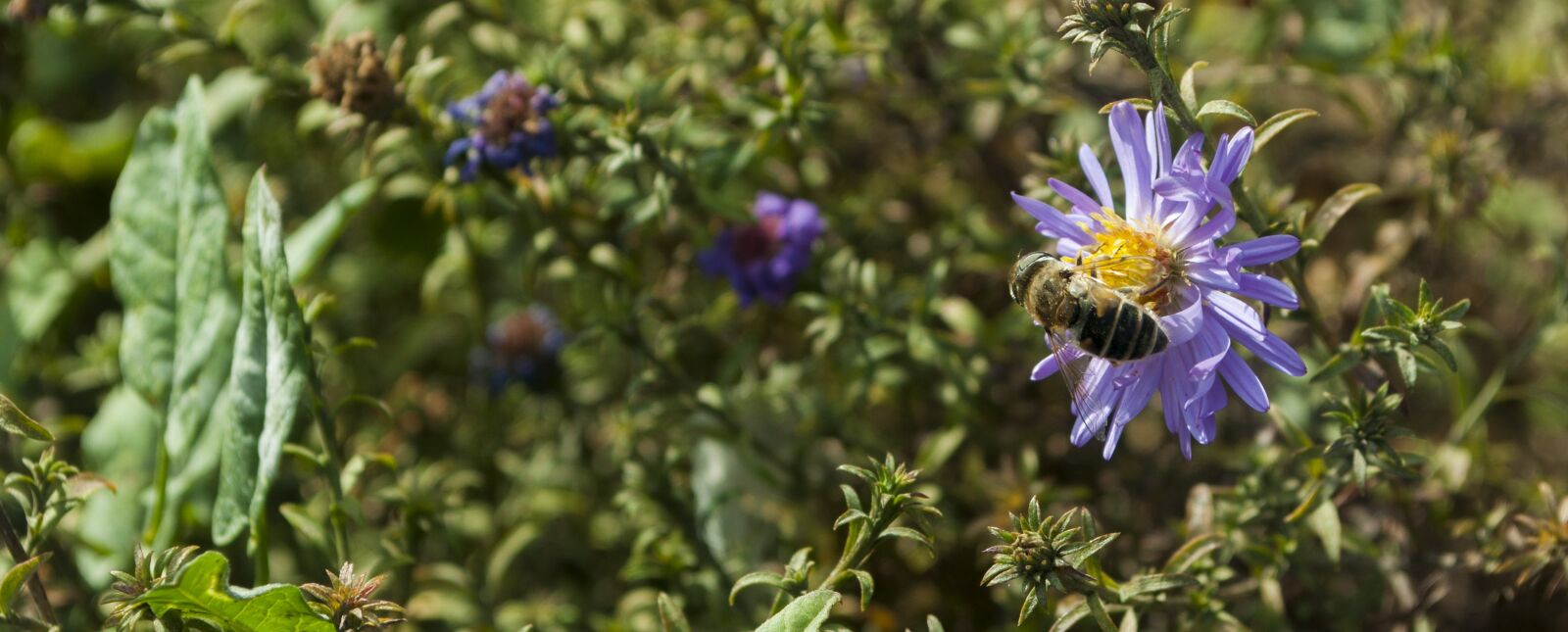 Nikon D90 sample photo. Bee, autumn, nature photography